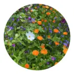 Bloemenzaad snijbloemen 4 gram — productfoto 6