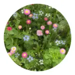 Bloemenzaad droogbloemen 4 gram productfoto 6 - Hidalgo-werbeartikel Bloemenzaad droogbloemen 4 gram — productfoto 6