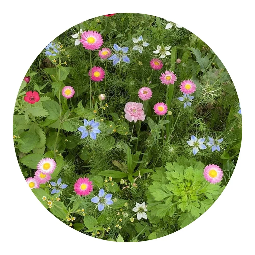 Bloemenzaad droogbloemen 4 gram productfoto 6 - Hidalgo-werbeartikel Bloemenzaad droogbloemen 4 gram — productfoto 6