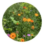 Bloemenzaad wilde bloemen 4 gram productfoto 6 - Hidalgo-werbeartikel Bloemenzaad wilde bloemen 4 gram — productfoto 6