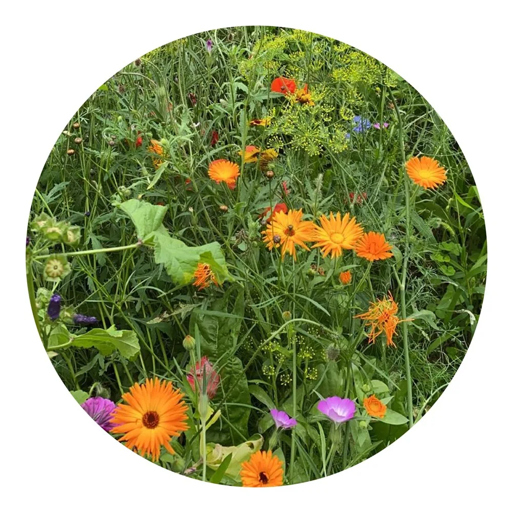 Bloemenzaad wilde bloemen 4 gram productfoto 6 - Hidalgo-werbeartikel Bloemenzaad wilde bloemen 4 gram — productfoto 6