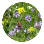 Bloemenzaad vlinder en bijen 4 gram — productfoto 6