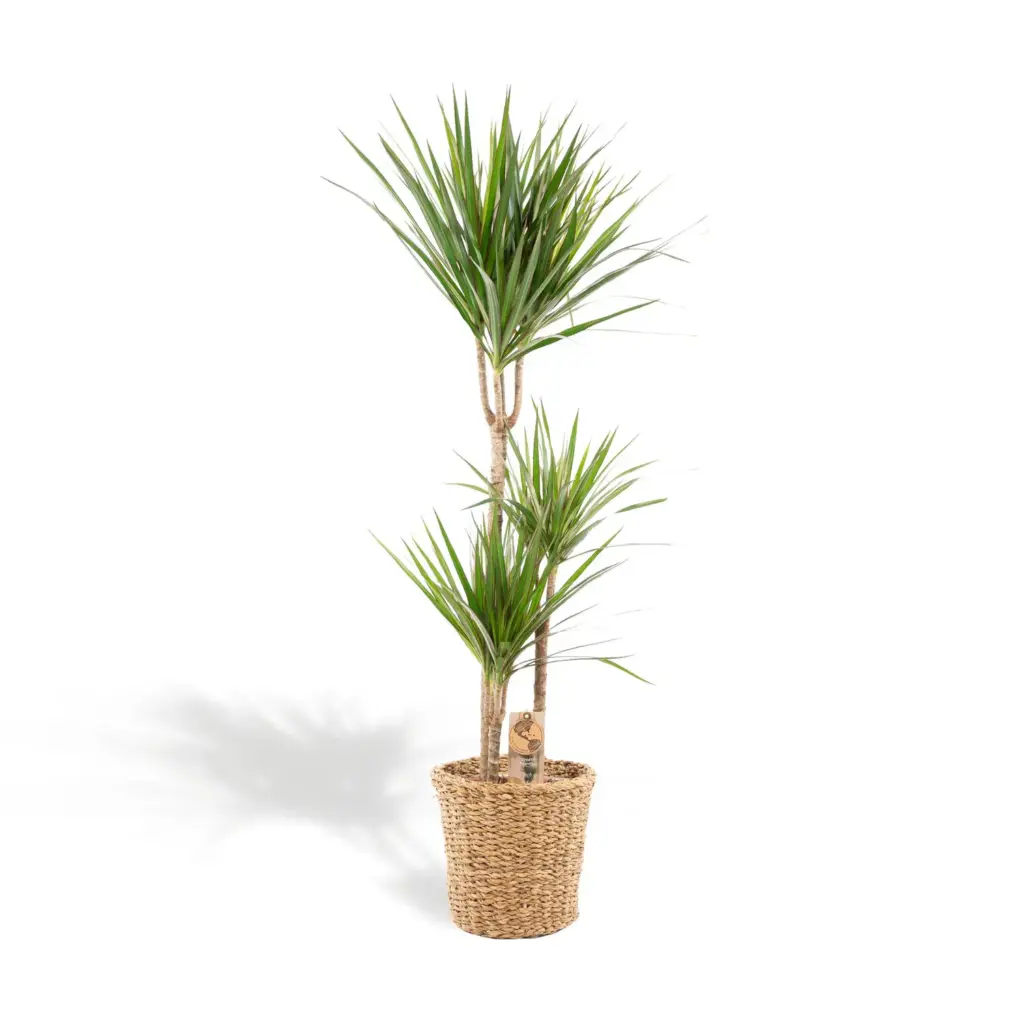 Dracaena kamerplant in plantenmand
