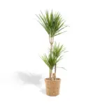 Dracaena kamerplant in plantenmand