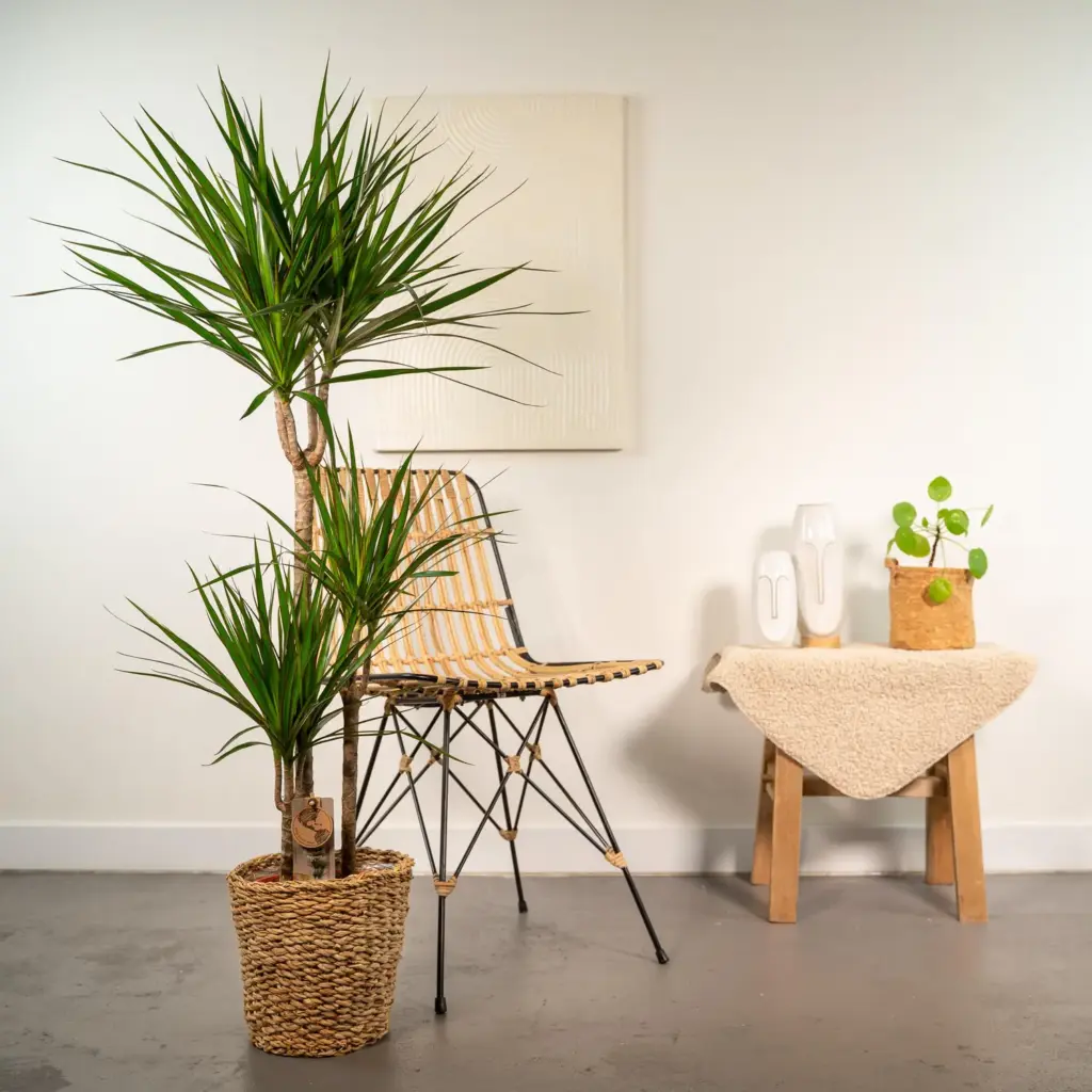 Dracaena kamerplant in plantenmand
