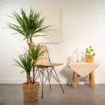 Dracaena kamerplant in plantenmand