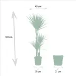 Dracaena kamerplant in plantenmand