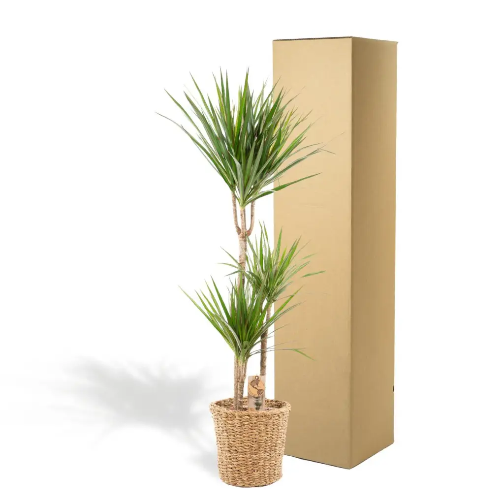 Dracaena kamerplant in plantenmand