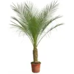 Phoenix Roebelenii op stam – kamerpalm