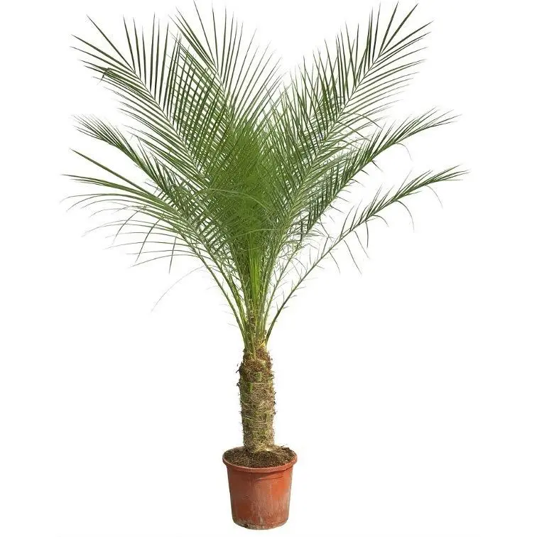 Phoenix Roebelenii op stam – kamerpalm