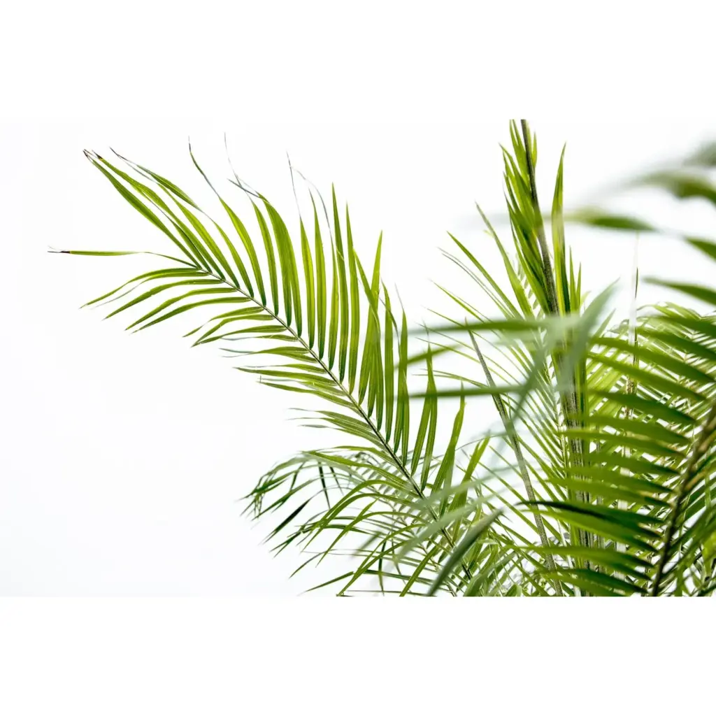 Phoenix Roebelenii op stam – kamerpalm