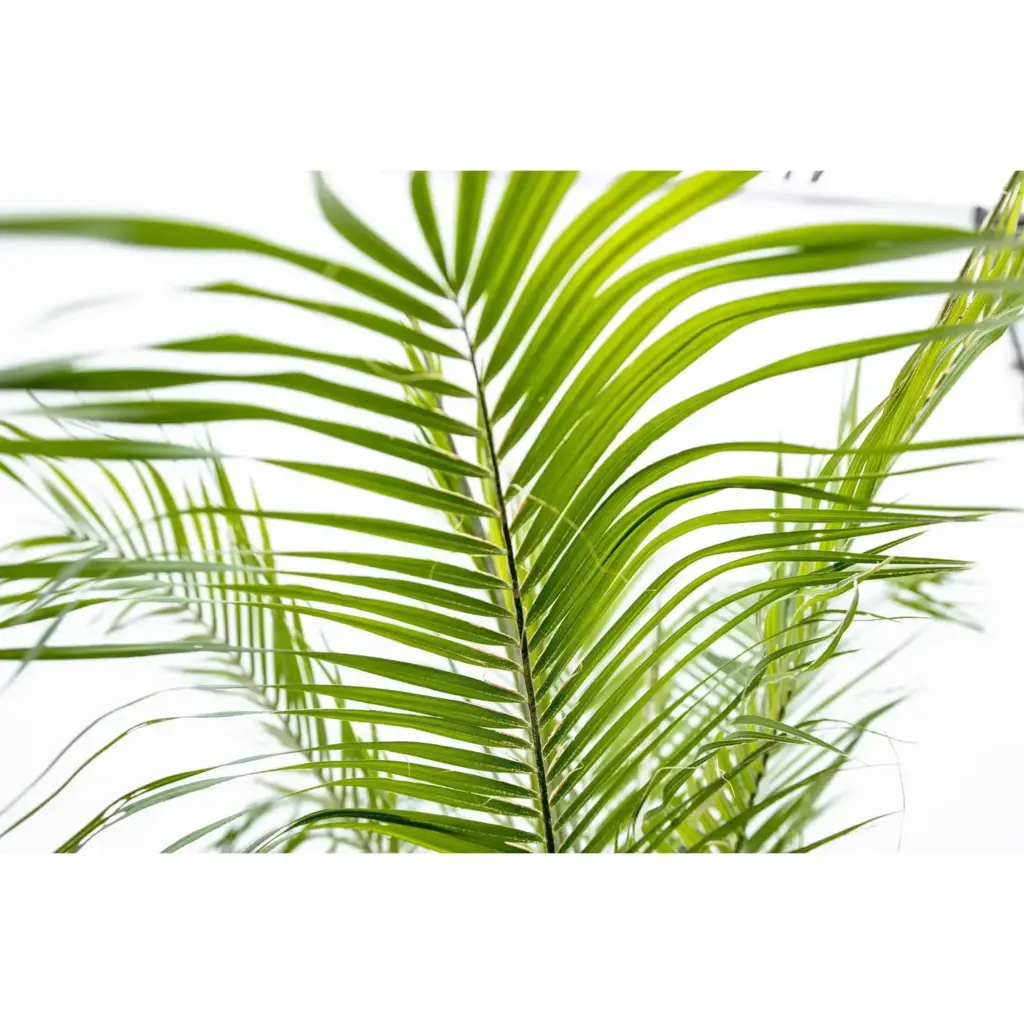 Phoenix Roebelenii op stam – kamerpalm