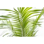 Phoenix Roebelenii op stam – kamerpalm