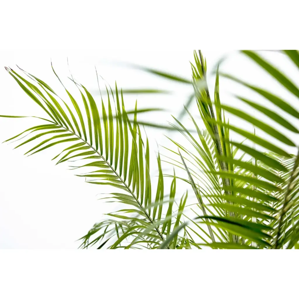 Phoenix Roebelenii op stam – kamerpalm