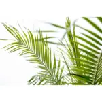Phoenix Roebelenii op stam – kamerpalm