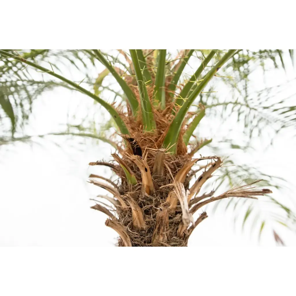 Phoenix Roebelenii op stam – kamerpalm