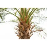 Phoenix Roebelenii op stam – kamerpalm
