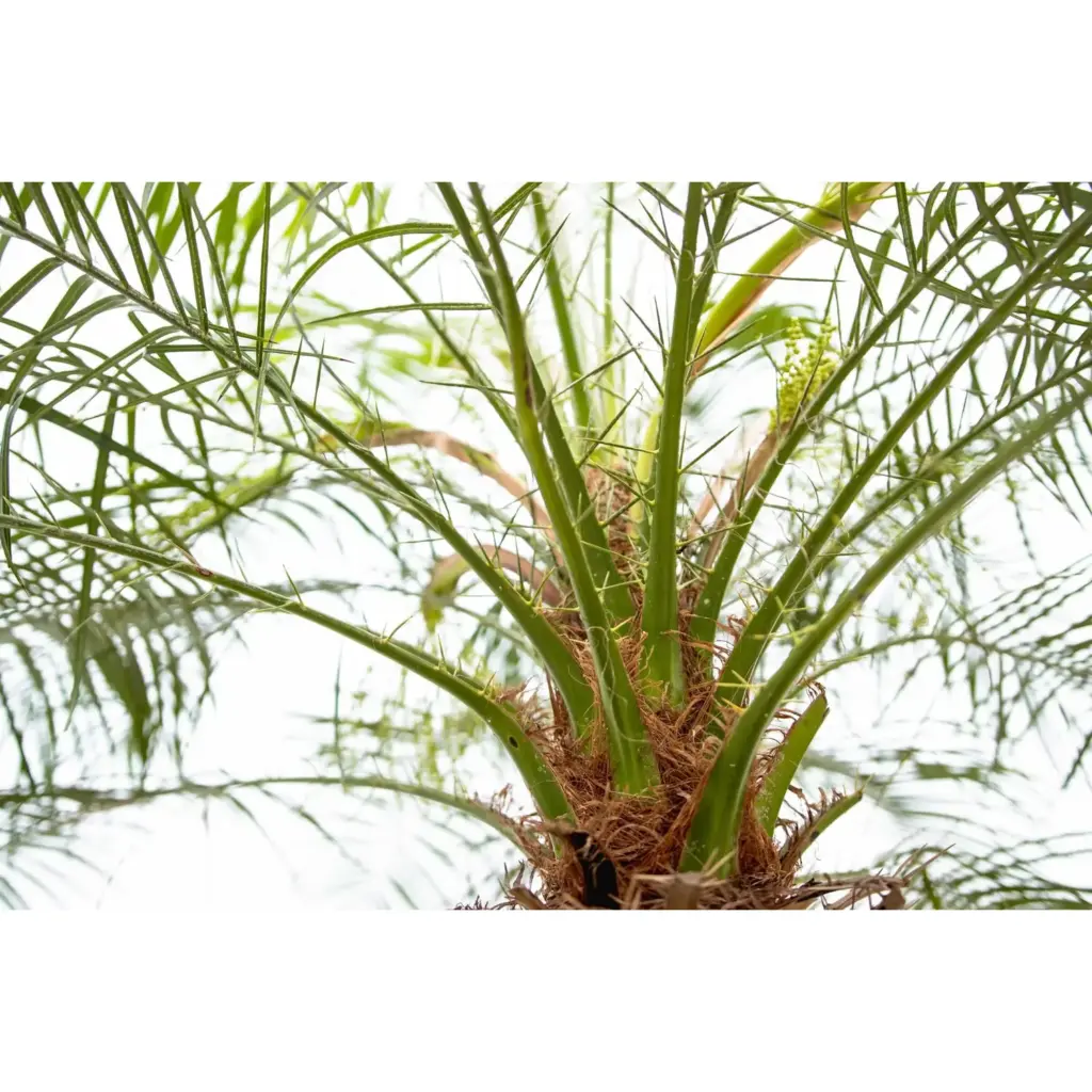 Phoenix Roebelenii op stam – kamerpalm