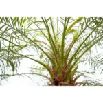 Phoenix Roebelenii op stam – kamerpalm