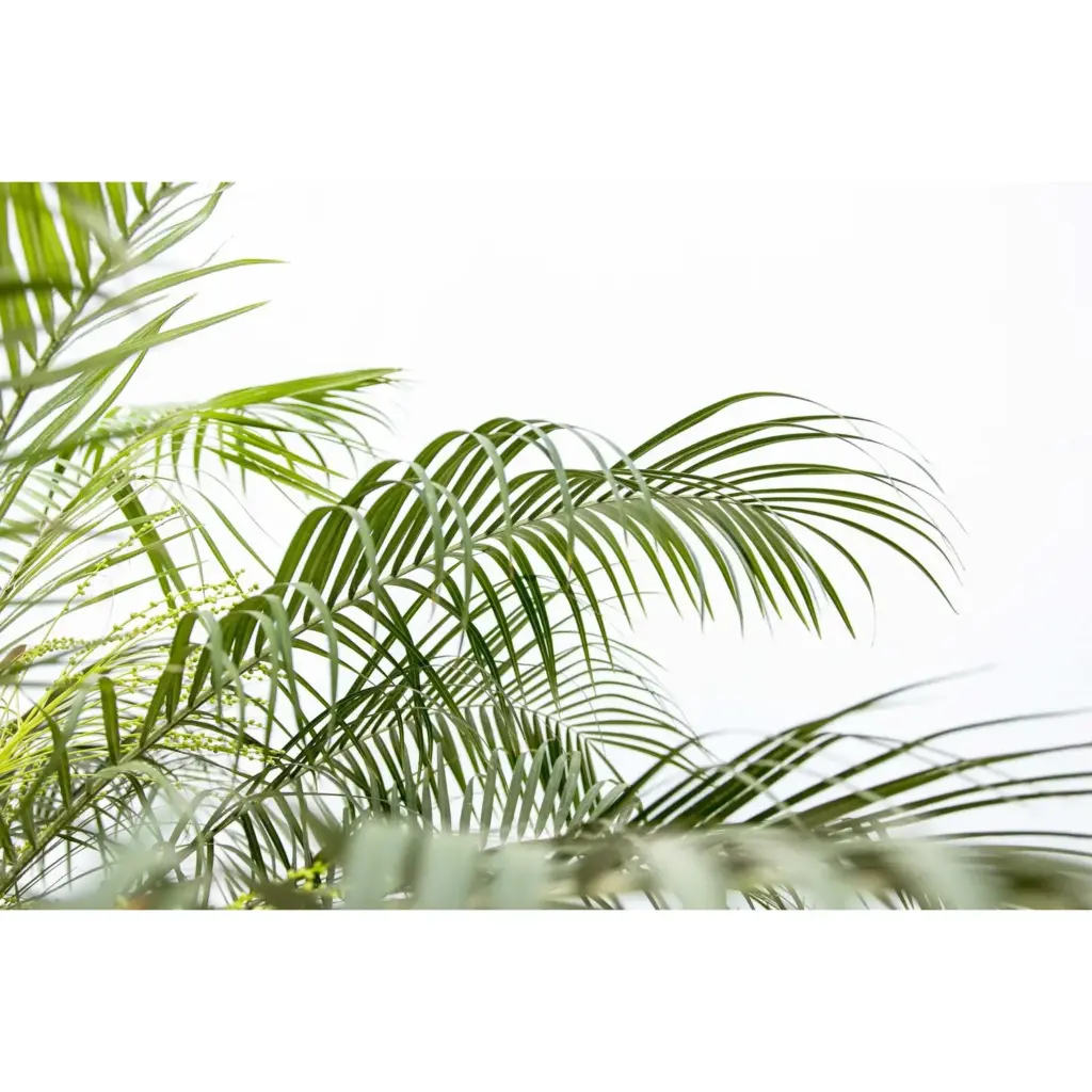 Phoenix Roebelenii op stam – kamerpalm