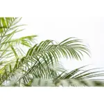 Phoenix Roebelenii op stam – kamerpalm