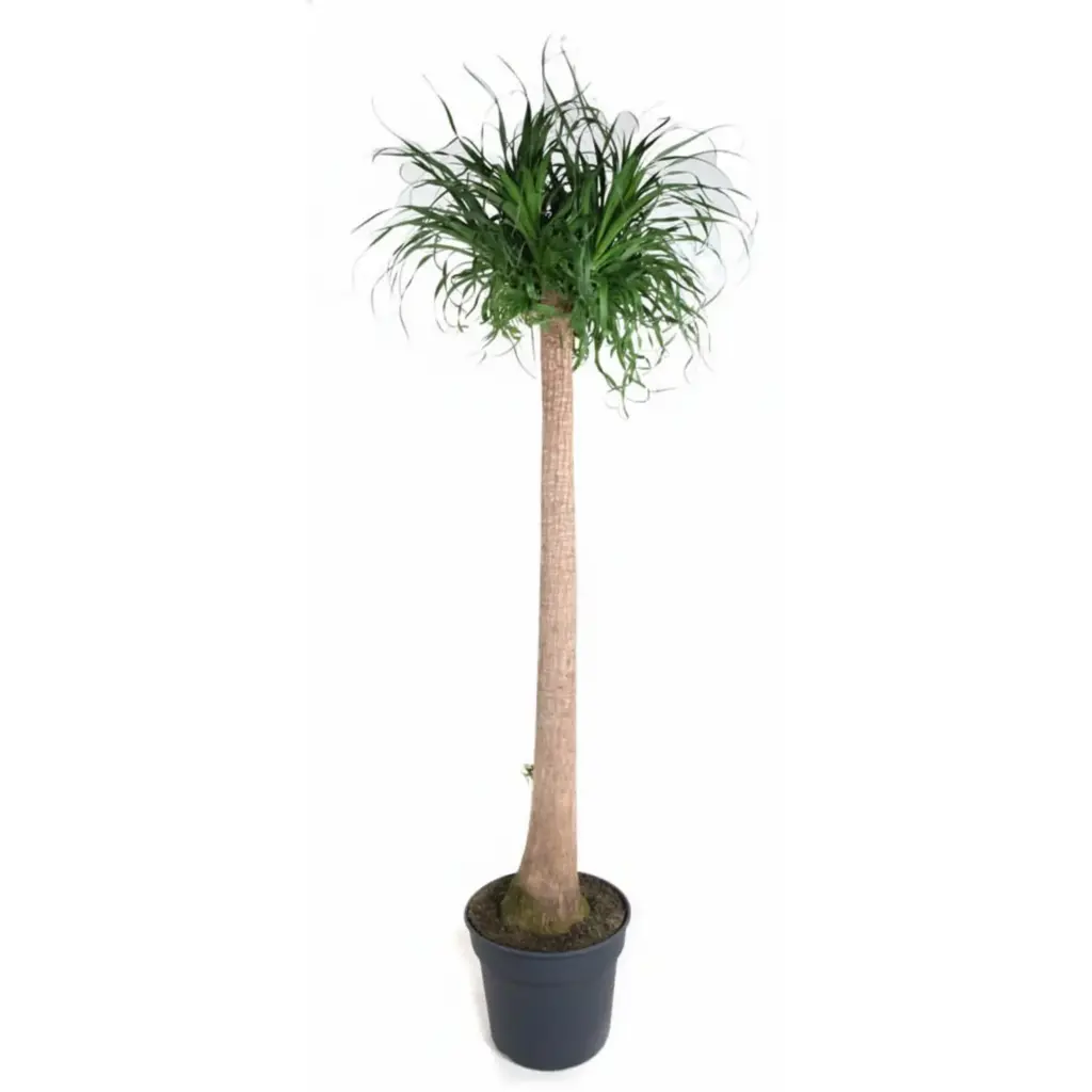 Beaucarnea olifantenpoot – grote kamerplant