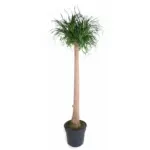 Beaucarnea olifantenpoot – grote kamerplant