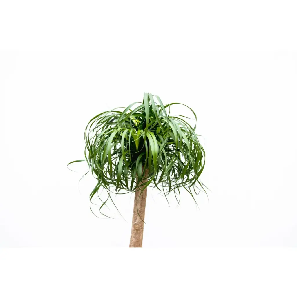 Beaucarnea olifantenpoot – grote kamerplant