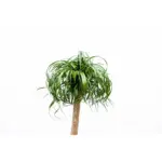 Beaucarnea olifantenpoot – grote kamerplant
