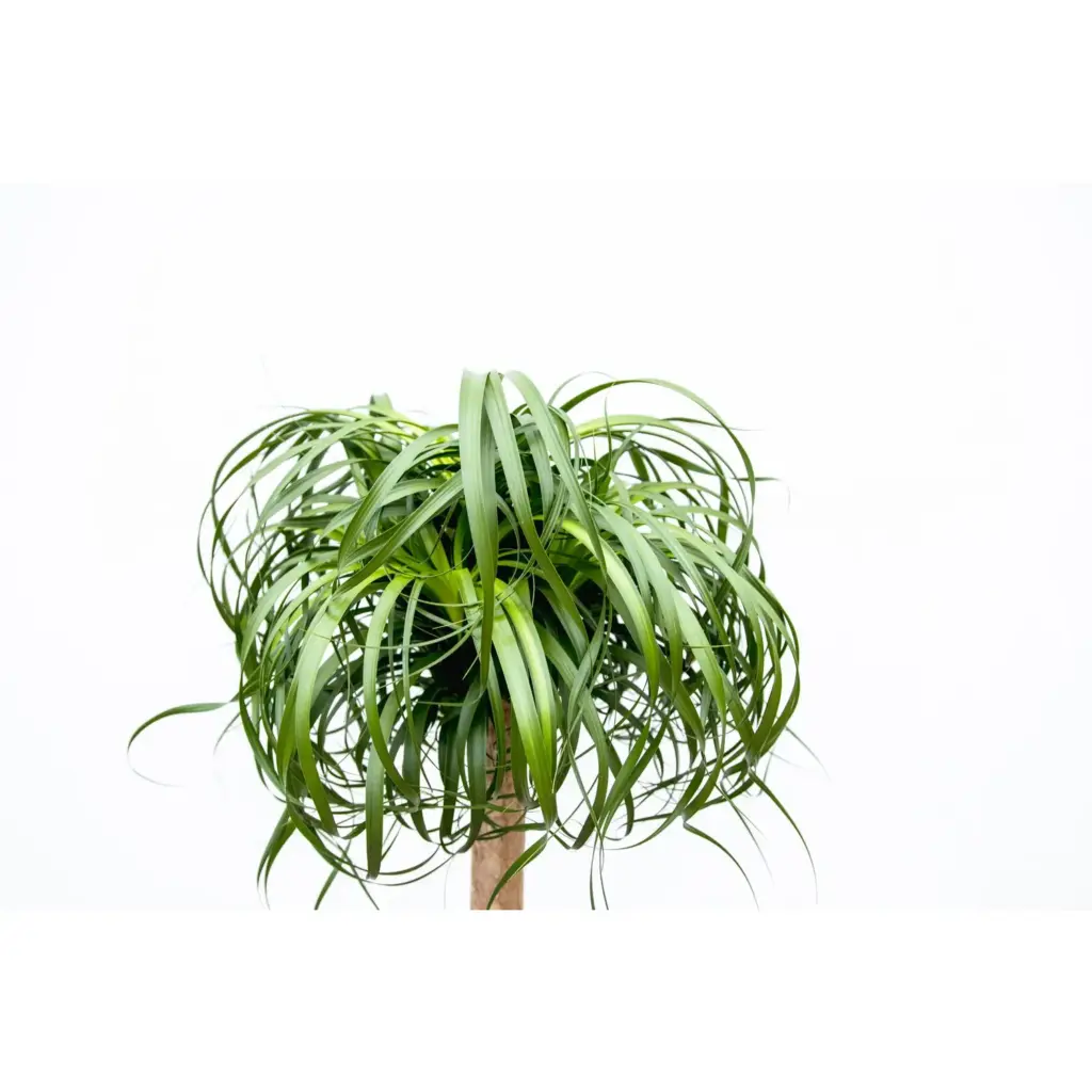 Beaucarnea olifantenpoot – grote kamerplant