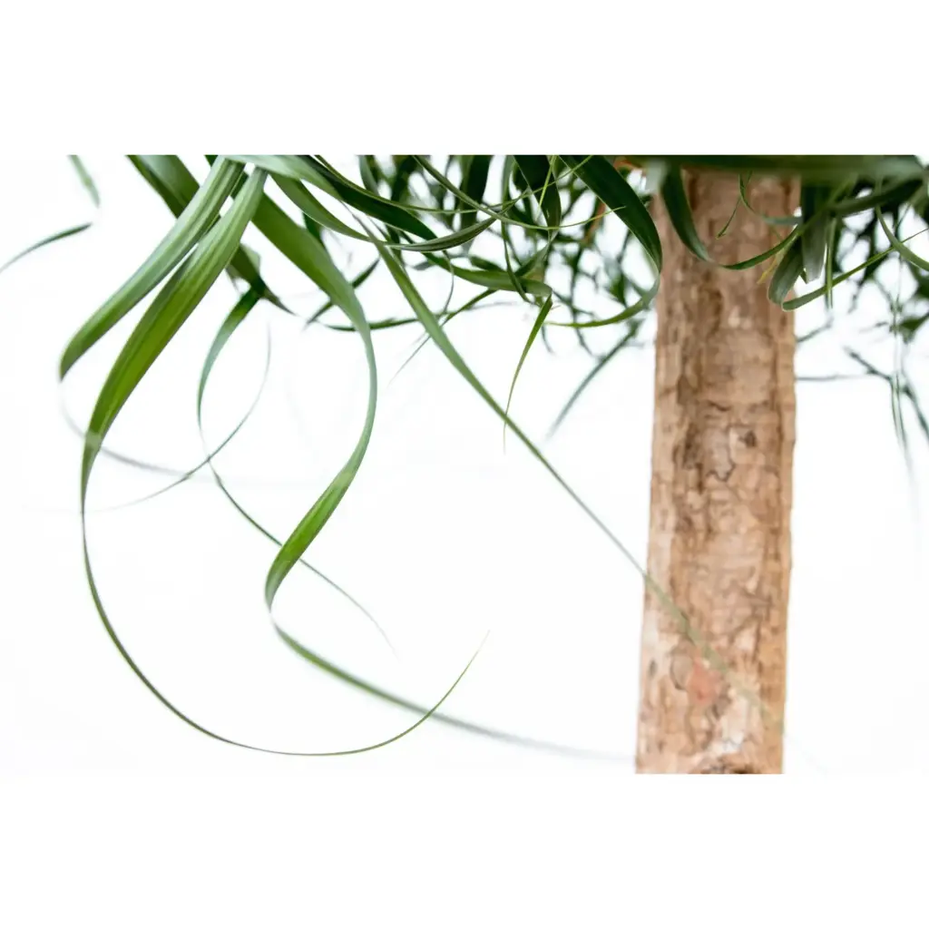 Beaucarnea olifantenpoot – grote kamerplant