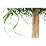 Beaucarnea olifantenpoot – grote kamerplant