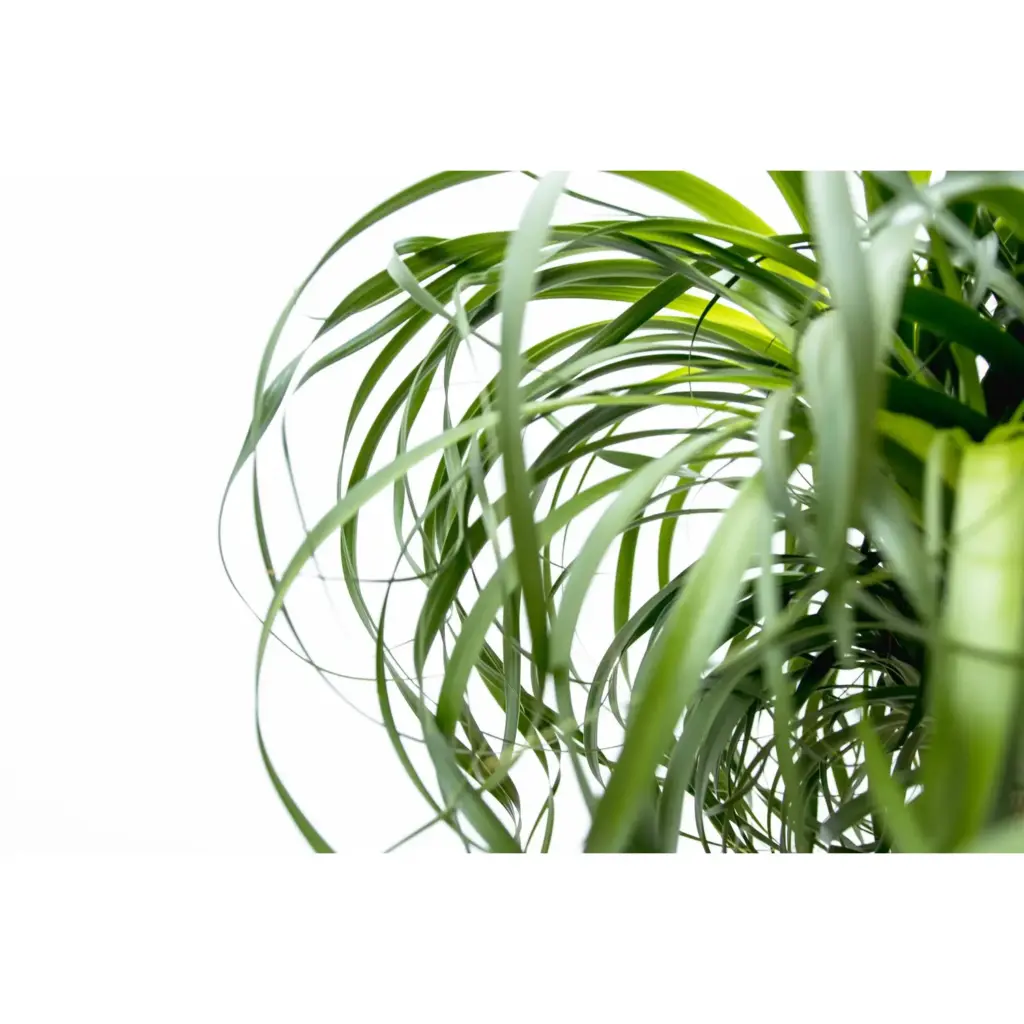 Beaucarnea olifantenpoot – grote kamerplant