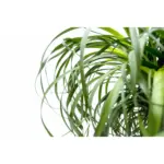 Beaucarnea olifantenpoot – grote kamerplant