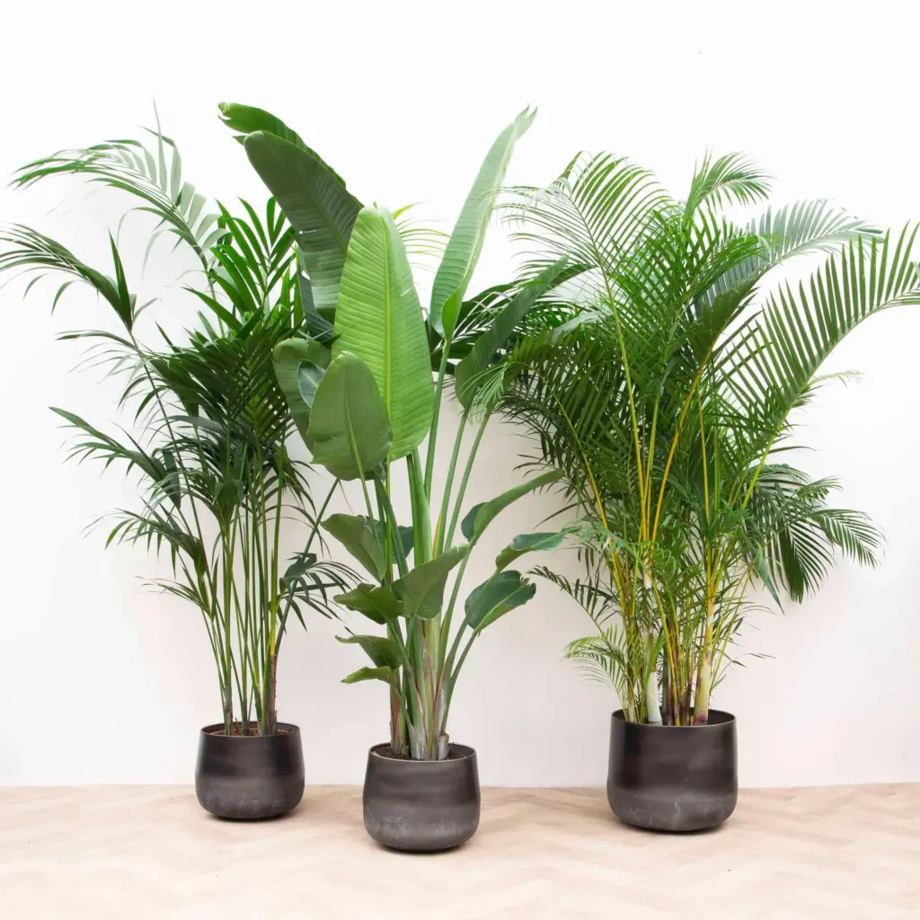 Voordeelpakket kamerplanten – Kentia, Strelitzia Nicolai en Areca