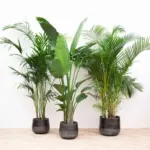 Voordeelpakket kamerplanten Kentia Strelitzia Nicolai en Areca - Hidalgo Plants Voordeelpakket kamerplanten – Kentia, Strelitzia Nicolai en Areca