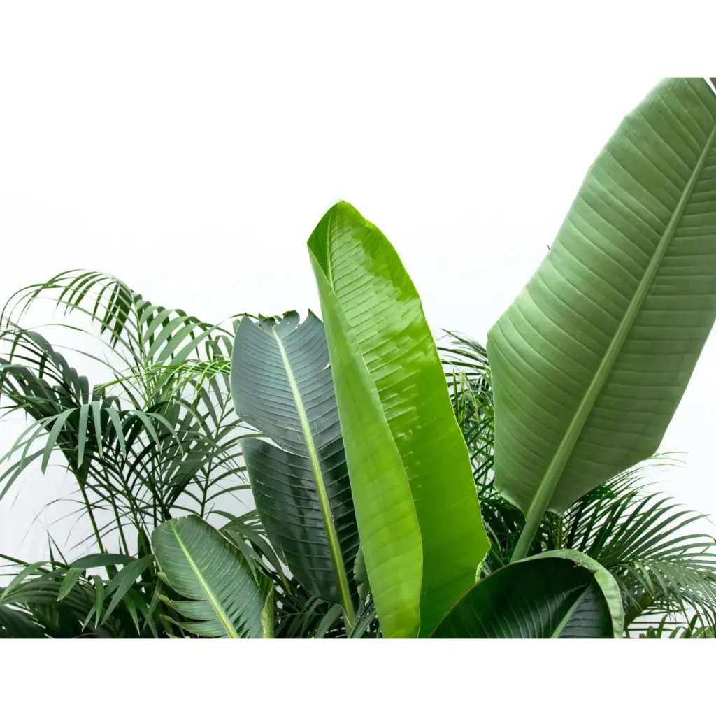 Voordeelpakket kamerplanten Kentia Strelitzia Nicolai en Areca - Hidalgo Plants Voordeelpakket kamerplanten – Kentia, Strelitzia Nicolai en Areca
