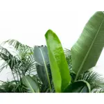 Voordeelpakket kamerplanten – Kentia, Strelitzia Nicolai en Areca