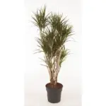 Dracaena Marginata vertakt – kamerplant