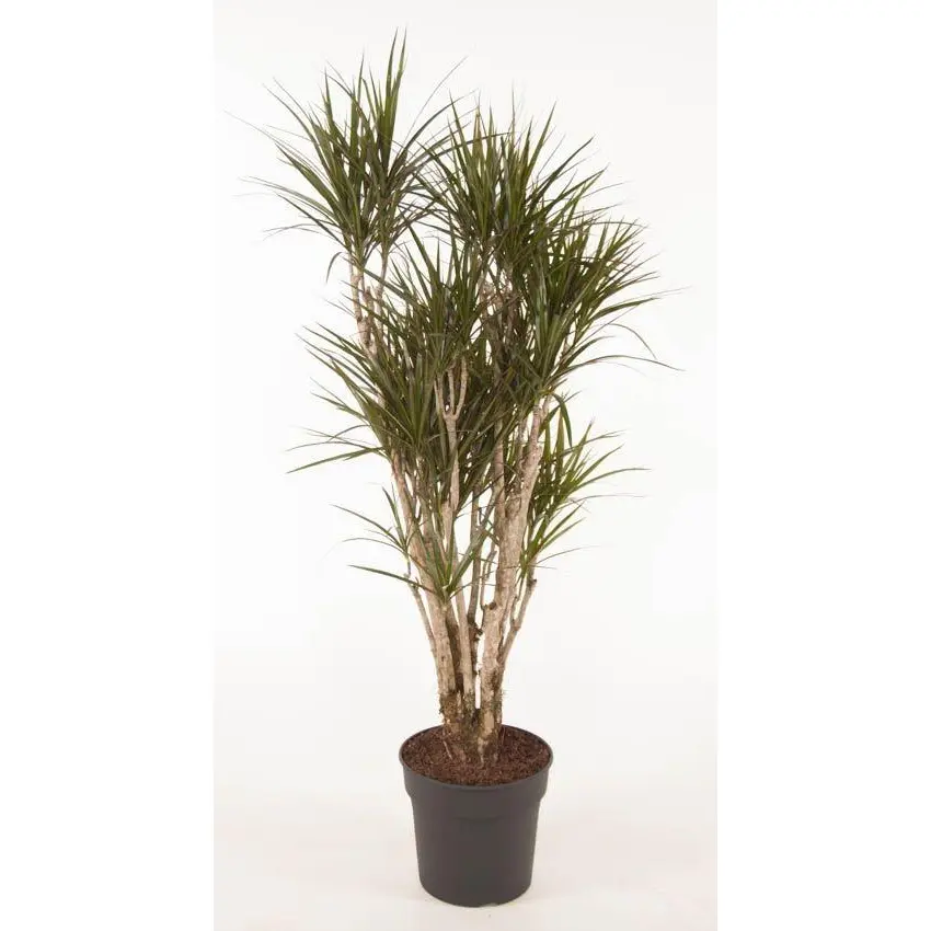 Dracaena Marginata vertakt – kamerplant