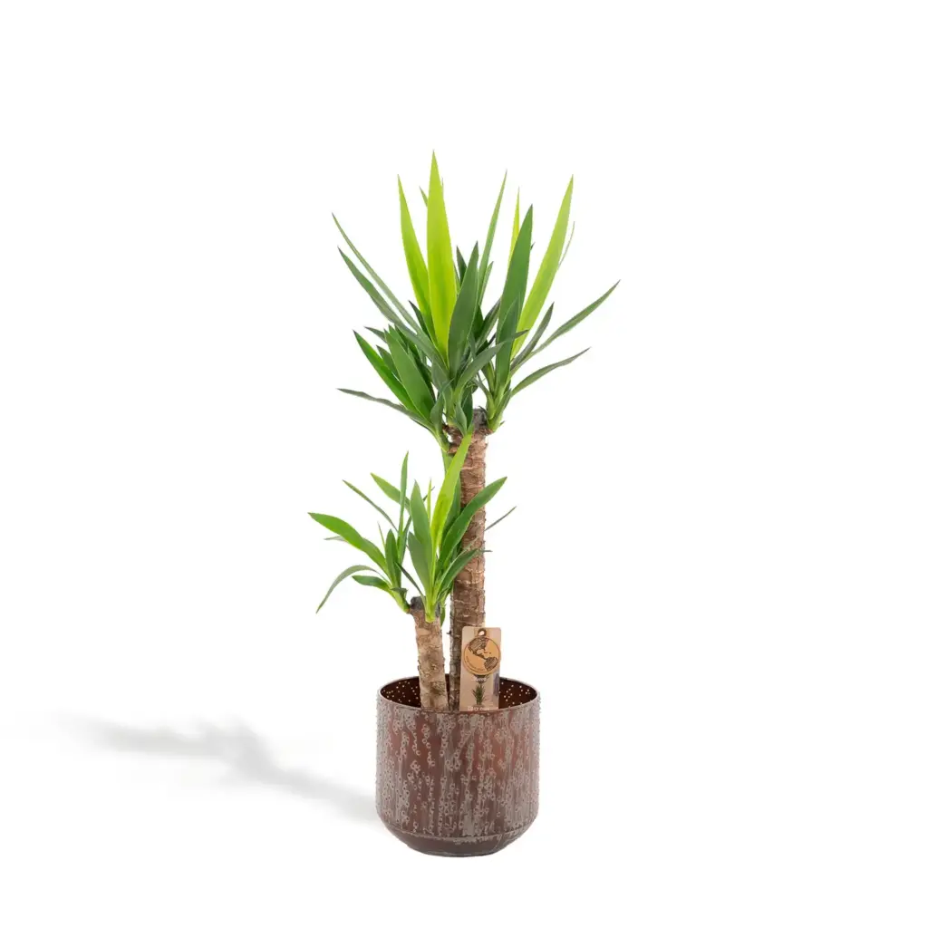 Yucca kamerplant inclusief sierpot