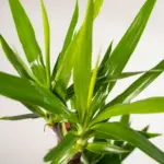 Yucca kamerplant inclusief sierpot