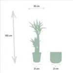 Yucca kamerplant inclusief sierpot
