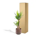 Yucca kamerplant inclusief sierpot