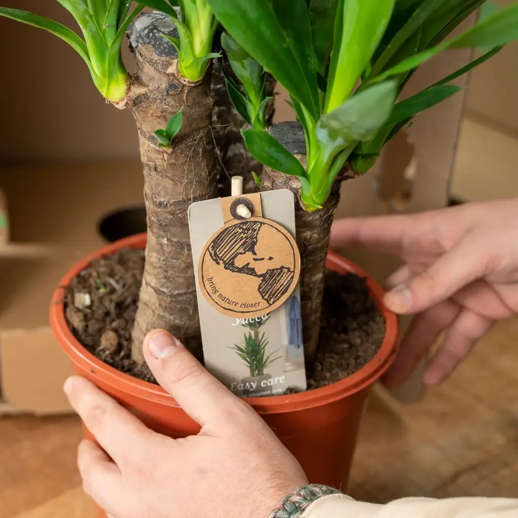 Yucca kamerplant inclusief sierpot