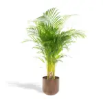 Areca palm kamerplant met sierpot