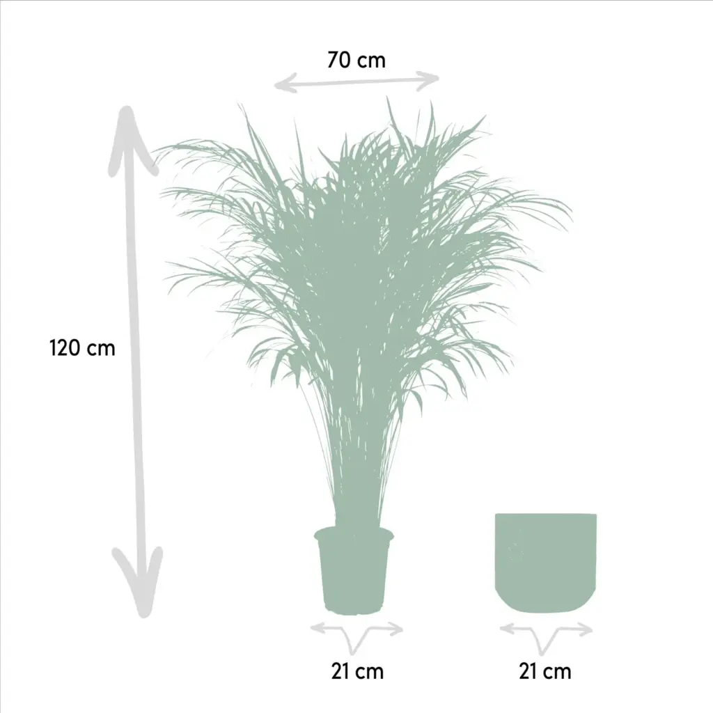 Areca palm kamerplant met sierpot