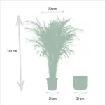 Areca palm kamerplant met sierpot