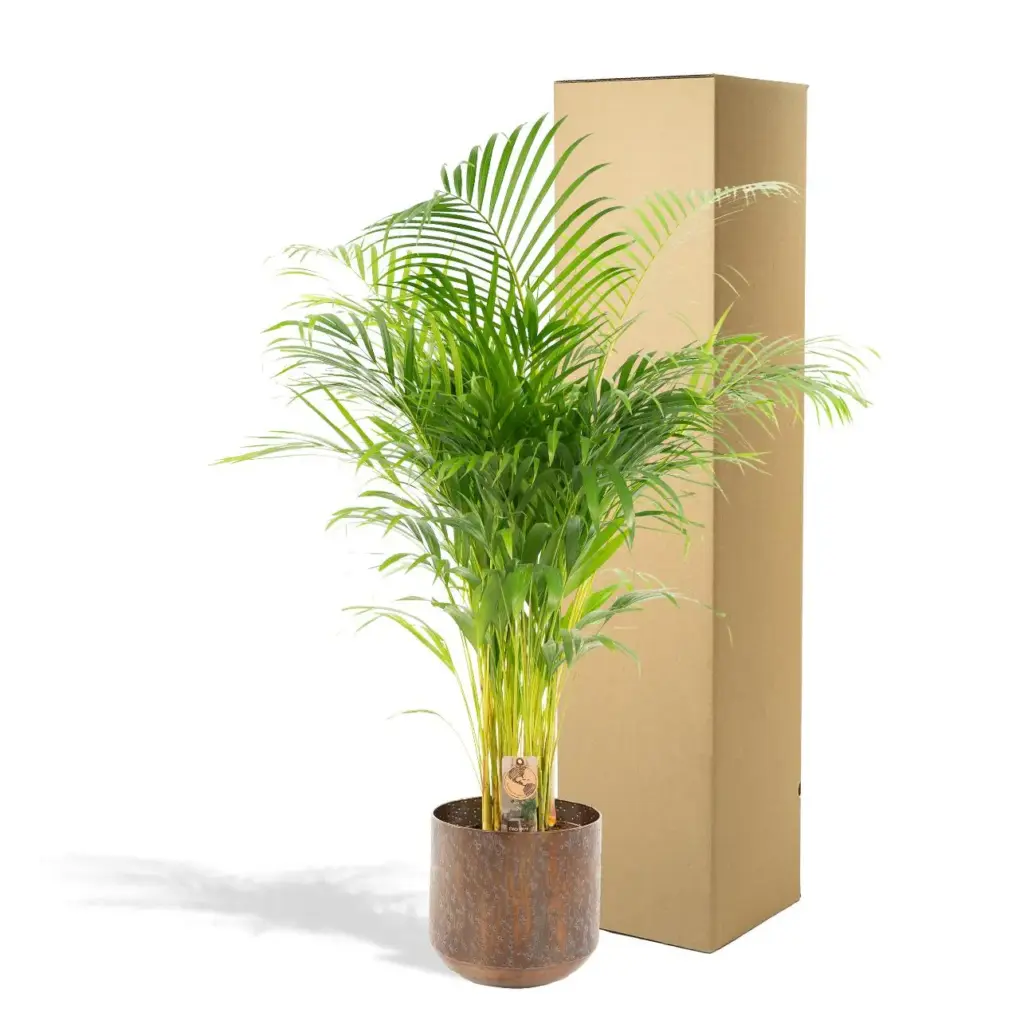 Areca palm kamerplant met sierpot