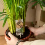 Areca palm kamerplant met sierpot
